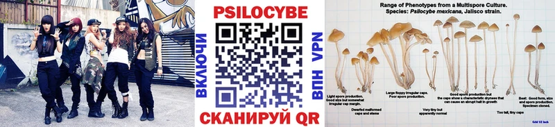 Галлюциногенные грибы Psilocybe  купить   Ладушкин 